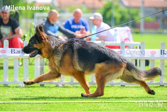 Женска немска овчарка с родословие , снимка 8 - Немска овчарка - 53763947