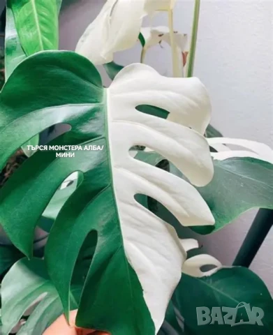 Вкоренени резници на Monstera monkey, снимка 2 - Стайни растения - 50921282