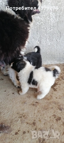 линия Гуджо-върлан и зорка, снимка 6 - Каракачанска овчарка - 54283836