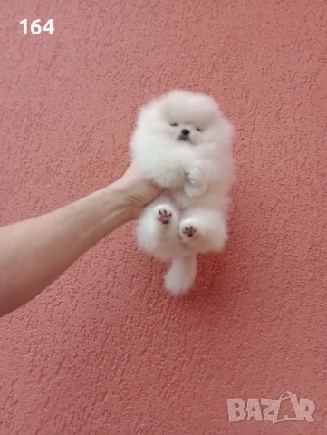 Прекрасно бяло мини женско Померанче. Мини Померан. Реални снимки от 24.01.26 г. 