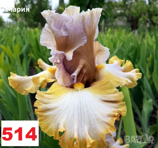 Сортови вискоки ириси /брадати ириси, снимка 4 - Градински цветя и растения - 51459407