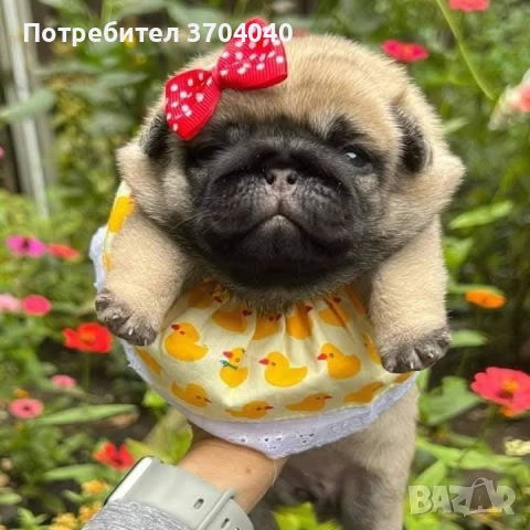 бебе мопс търси любящо семейство, снимка 4 - Други животни - 52955485