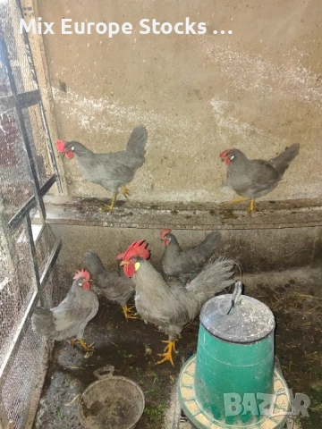 Оплодени 🥚🥚от легхорн лавандула, снимка 2 - Кокошки и пуйки - 54082787