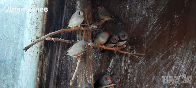 амадини ДЖЪМБО ИЗЛОЖБЕНИ амадини УНГАРСКА ЛИНИЯ ЗЕБРОВИ АМАДИНИ, снимка 3 - Амадини - 53658164
