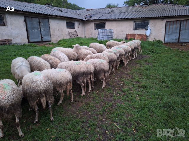 Продавам ялови овце, снимка 5 - Овце - 45697852