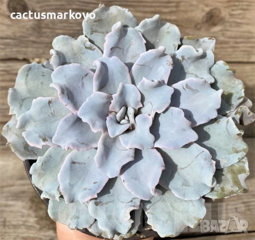 Echeveria ‘Crispate Beauty’, снимка 1 - Стайни растения - 45282965