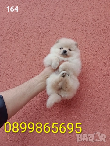 Женски Померани. Снимки от 18.02.26 г. , снимка 3 - Померан - 53518661