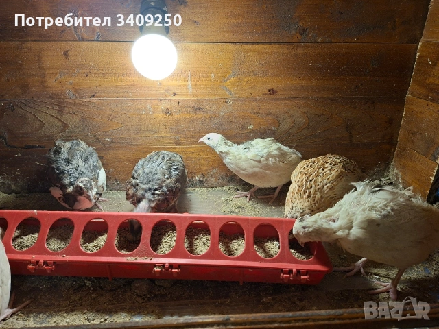 Женски пъдпъдъци носачки, снимка 10 - Други - 53997779