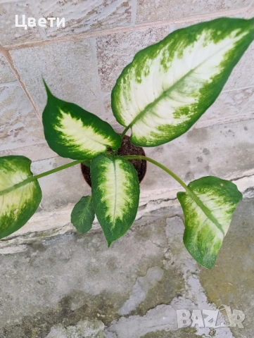 Продавам дифенбахия, снимка 2 - Стайни растения - 50714522