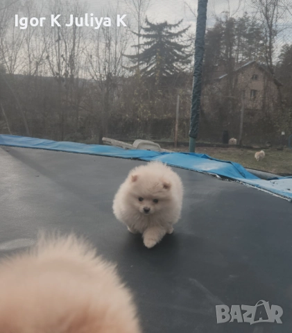Уникални миниатюрни пухкави померани мини шпицове, снимка 14 - Померан - 49178159