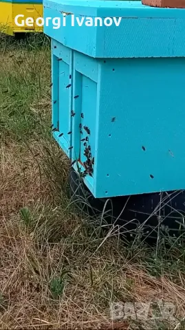 Нуклеуси от фибран , снимка 2 - За пчели - 49670968