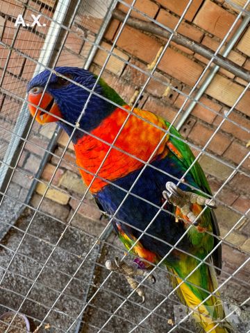 Чифт многоцветни лори само размяна за други папагали, снимка 4 - Папагали - 46383793