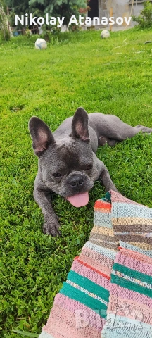 Мъжки френски булдог за разплод , снимка 5 - Френски булдог - 53181060