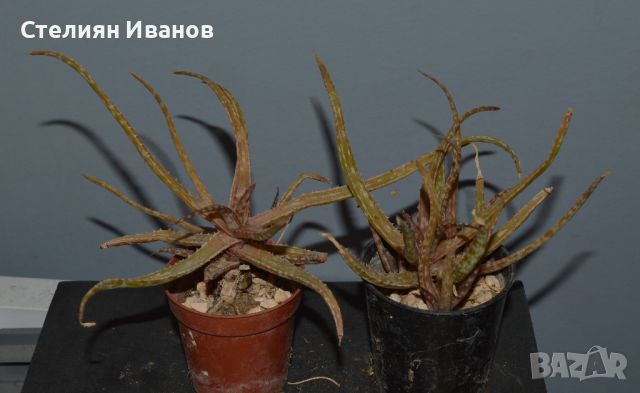 Бейкърово алое (Aloe bakeri), снимка 1 - Стайни растения - 37398709