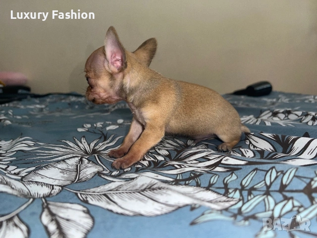 Мини чихуахуа момченце, снимка 2 - Чихуахуа - 54218067