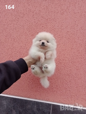 Померани. Момичета. Снимки от 23.12.25 г., снимка 5 - Померан - 52884301