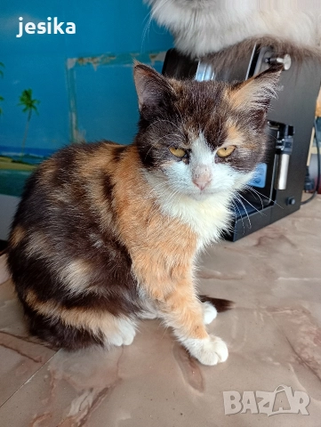 Подарявам малки котенца полуперсийчета с хигиенни навици., снимка 9 - Други - 52129933