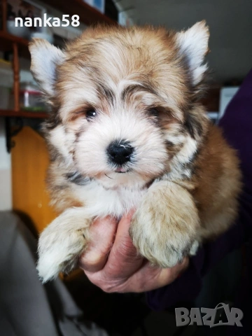 Продавам мъжко йорки