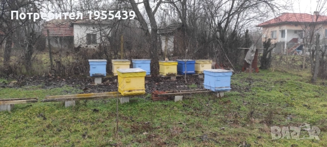 Пчелни семейства 