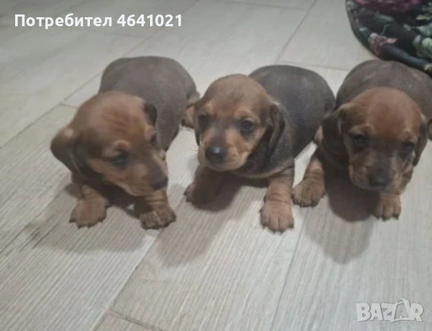 Дакели, снимка 3 - Дакели - 53663356