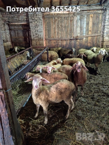 Агнета 30-45кг