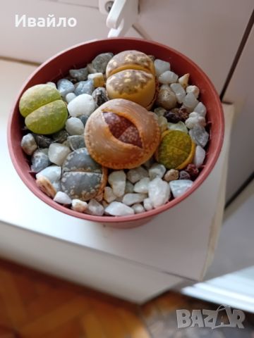 Живи камъчета - Lithops, снимка 8 - Градински цветя и растения - 33193359