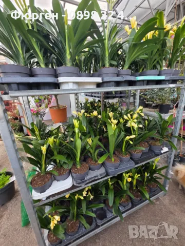 Киливия - Жълта, снимка 4 - Разсади - 49936166