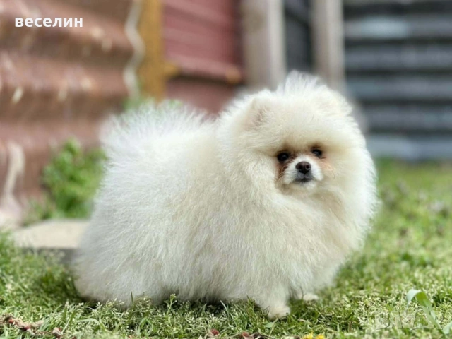 Продавам померан