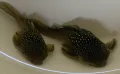 L200 Green Phantom Pleco / Longfin, снимка 4