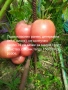 Продавам семена домати 55 сорта, снимка 15