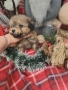 Мини пуделчета момчета, снимка 5