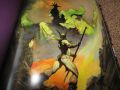 Frank Frazetta XXL The Fantastic Worlds of Frank Frazetta, снимка 5