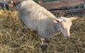 20 броя млади овце от месодайни породи, снимка 4