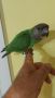 Продавам сенегалски папагал, снимка 1 - Папагали - 45496168
