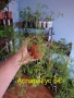 Различни цветя, снимка 6