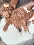 Пудел мини шоколад, снимка 11