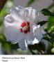 бонсай hibiscus syriacus "Red heart", снимка 4