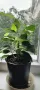 Продавам Бенджамини, височина 30-35 см, снимка 1