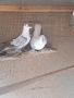 нюрберсй чайки , снимка 1 - Гълъби - 45580767