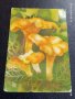 Старо календарче 90г. серия диви гъби много красиво за КОЛЕКЦИЯ ДЕКОРАЦИЯ 35342, снимка 1