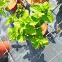 Хортензия Мега Минди, Hydrangea paniculata 'Mega Mindy', за супер слънце, снимка 7