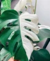 Вкоренени резници на Monstera monkey, снимка 2