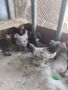 Пилета, снимка 1 - Кокошки и пуйки - 45782268