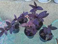 Традeсканция "Лилаво сърце" или "Лилава кралица" - всички по 12 лв., снимка 3