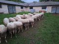 Продавам ялови овце, снимка 5