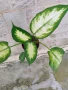 Продавам дифенбахия, снимка 2
