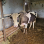 Месодаен бик , снимка 1 - Крави - 45037864