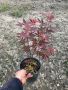 Червен Японски клен 30-40  см , снимка 1 - Градински цветя и растения - 40527633