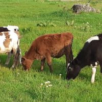 Продавам 3 мъжки и 2 женски телета, снимка 3 - Крави - 45380636