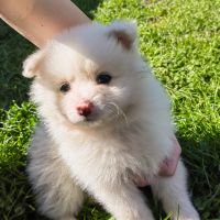 Продават се малки кученца порода Мини Шпиц, снимка 4 - Други - 46041633